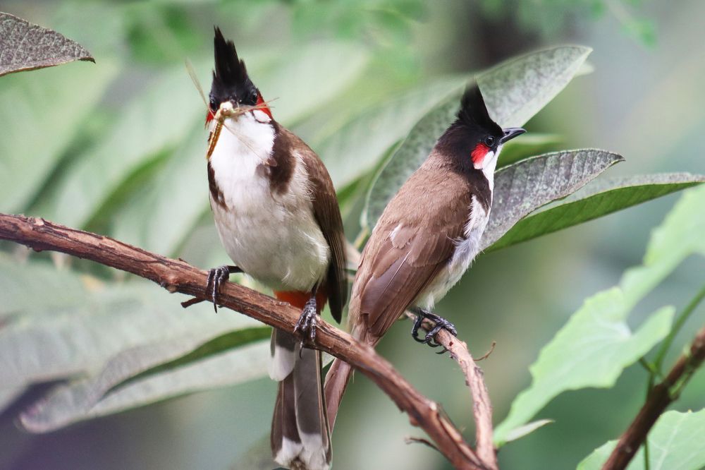 Photograph by SURAJIT SARKAR