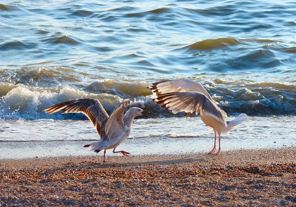 Птичьи разговоры
