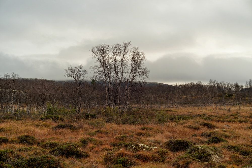 Photograph by Марина Зборацкая