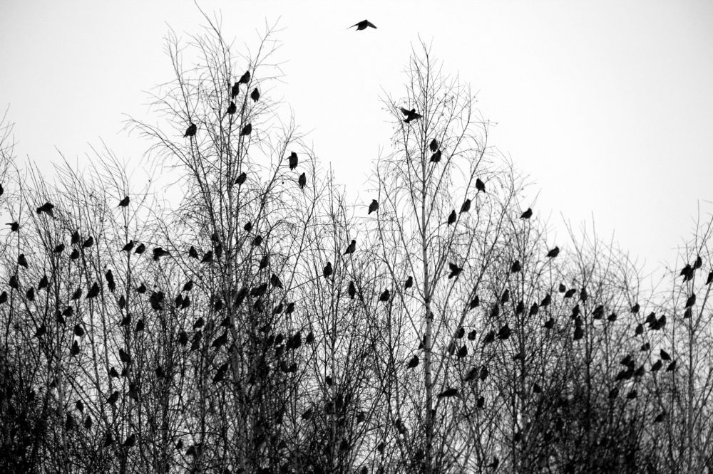 Photograph by Игорь Герасимов