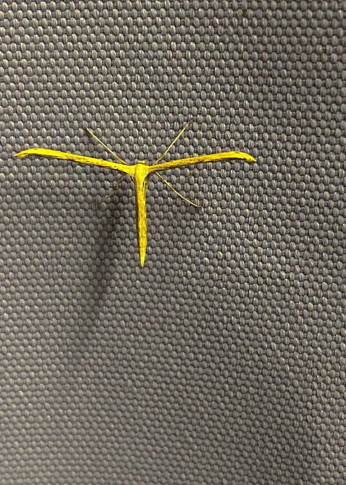 Фотография автора ГУЗАЛИЯ ГАНИЕВА