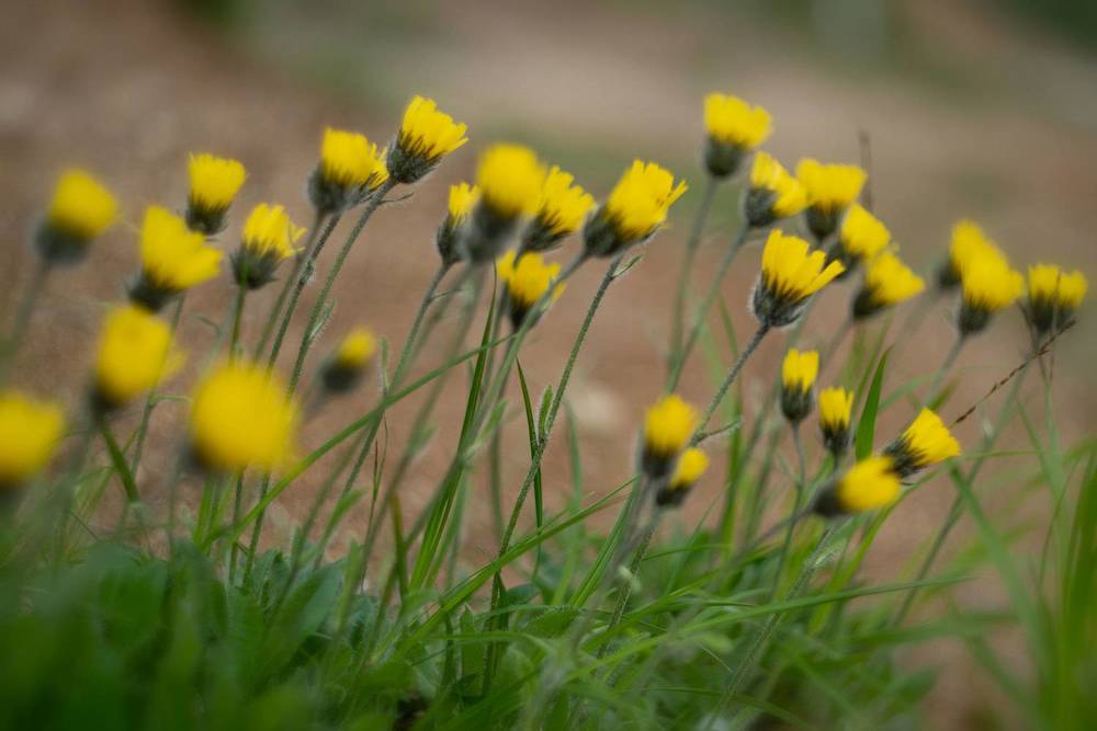Ястребинка волосистая