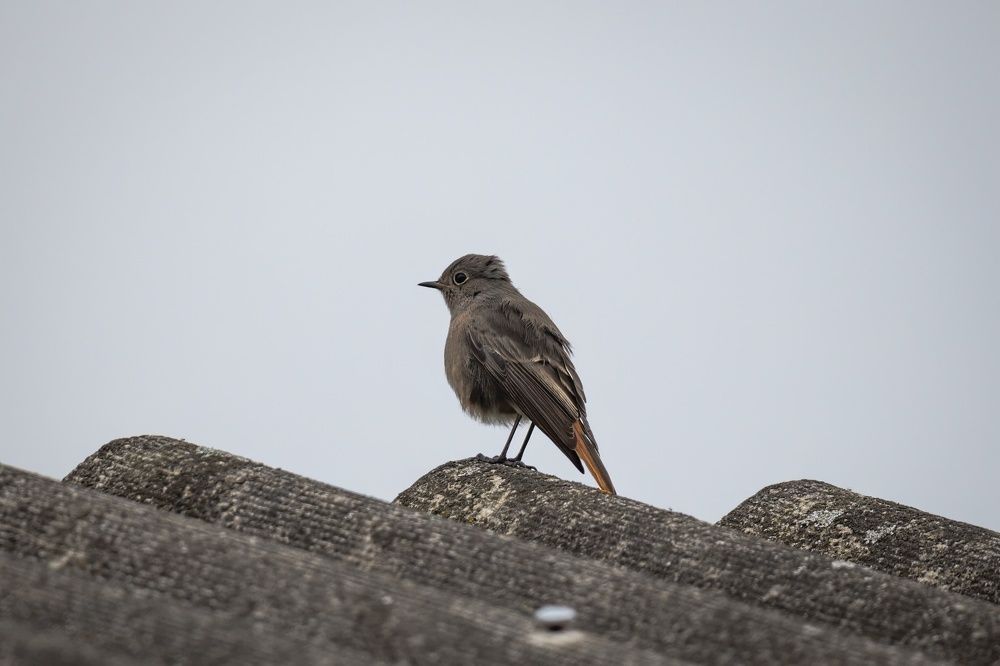 Горихвостка-чернушка