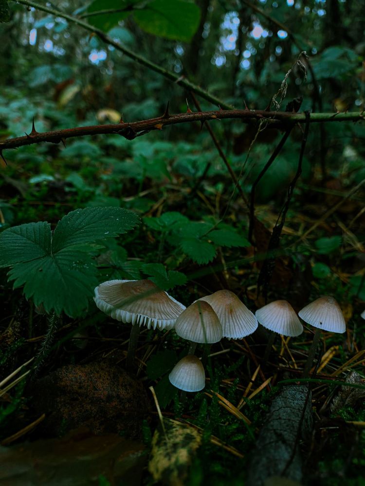 Photograph by Ivan Goshtanar