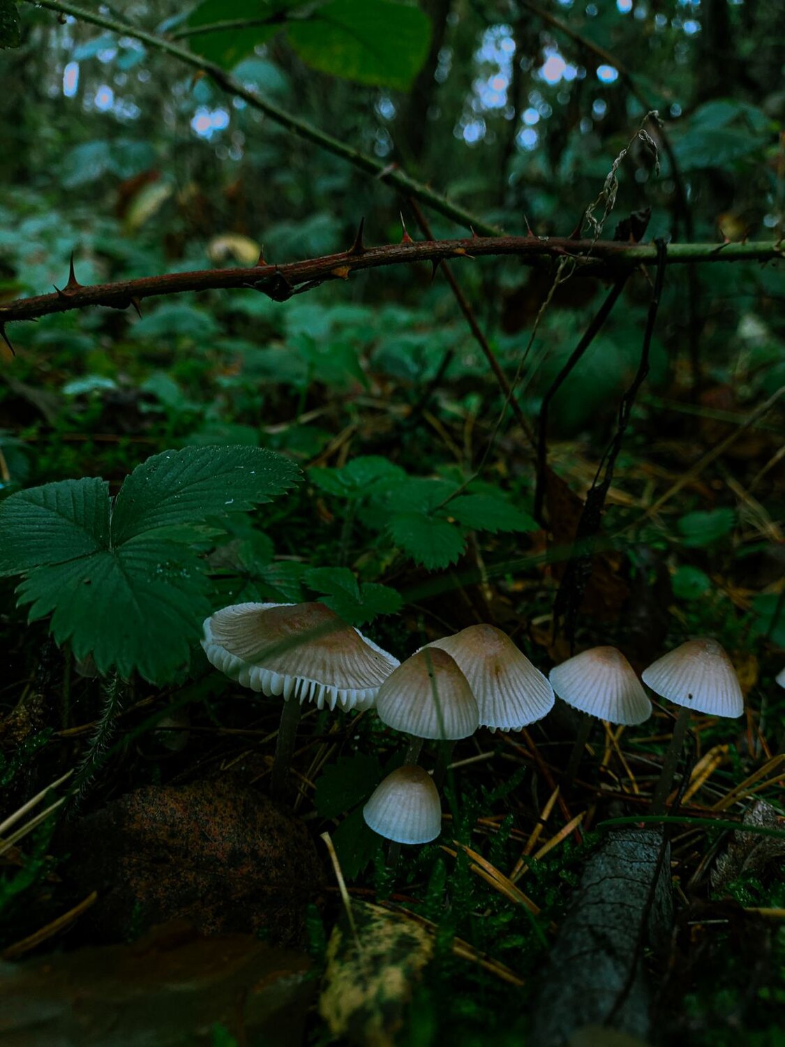 Photo #11132427