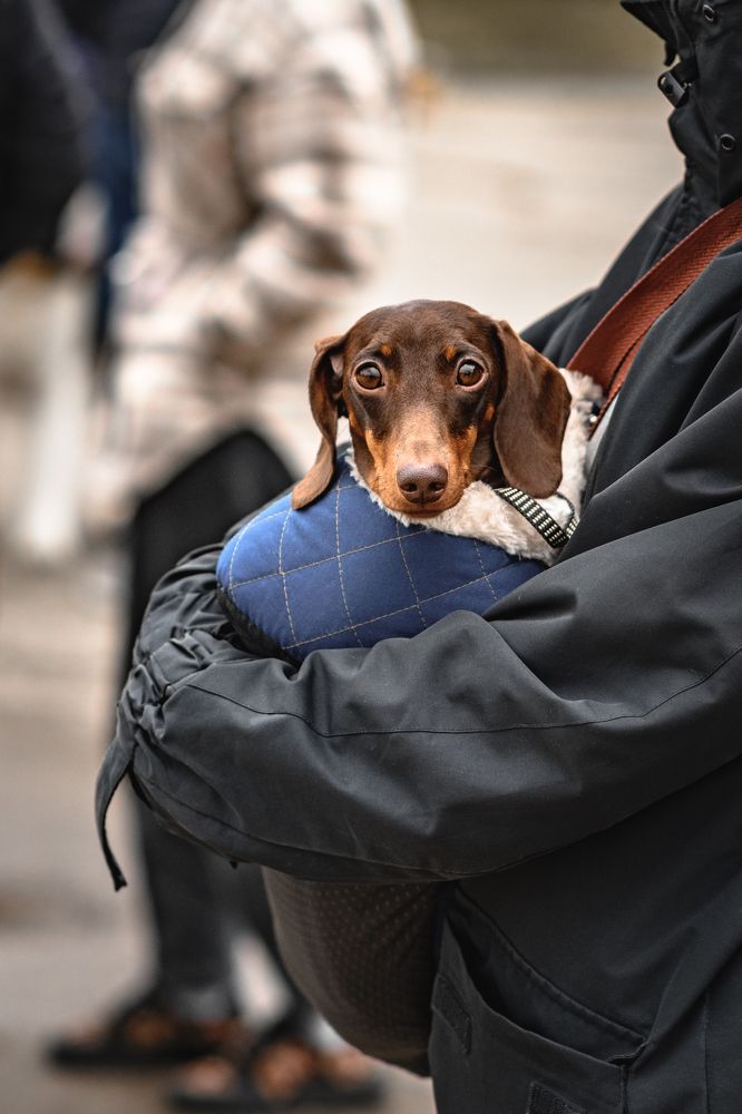 Фотография автора Natalia Sorenkova