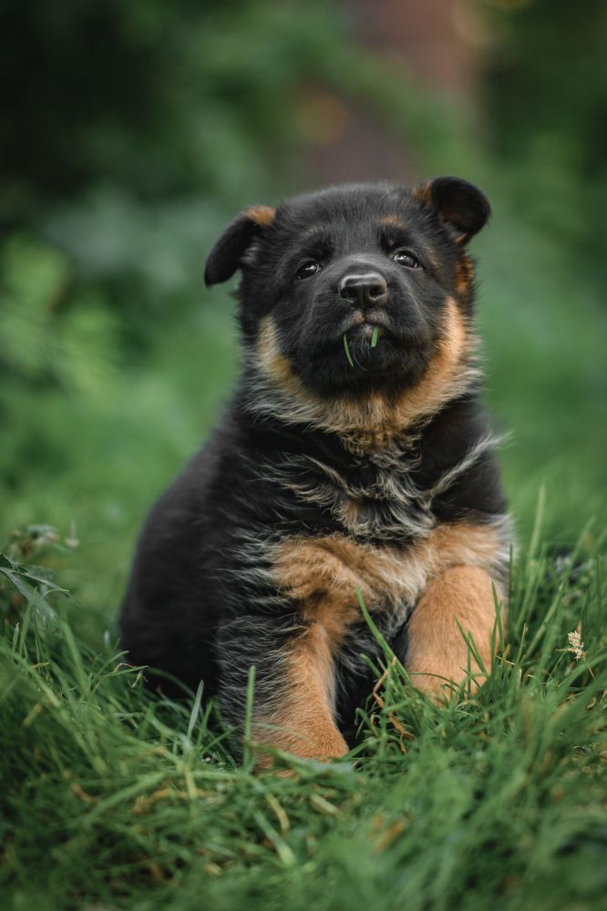 Фотография автора Natalia Sorenkova