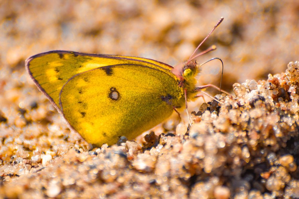 Photograph by Анастасия Гурова