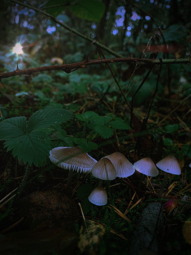 Photograph by Ivan Goshtanar