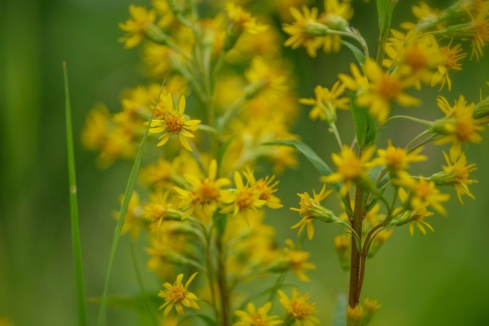 Золотарник лапландский
