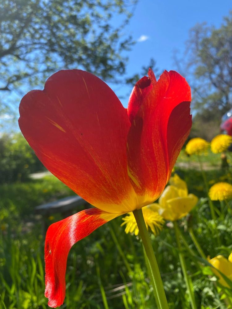 «Краски лета»