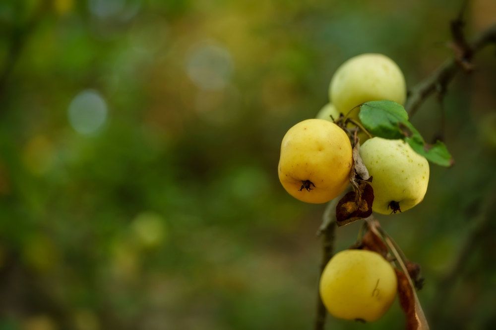 Лесные яблоки