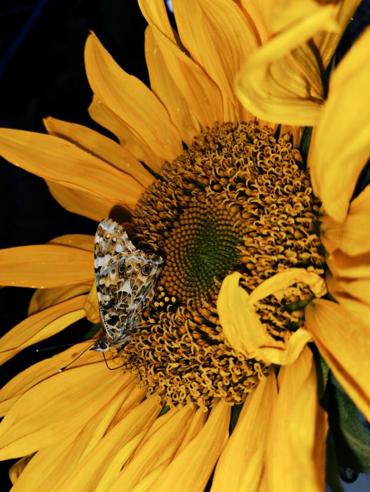 Photograph by fatemeh mohammadmosa