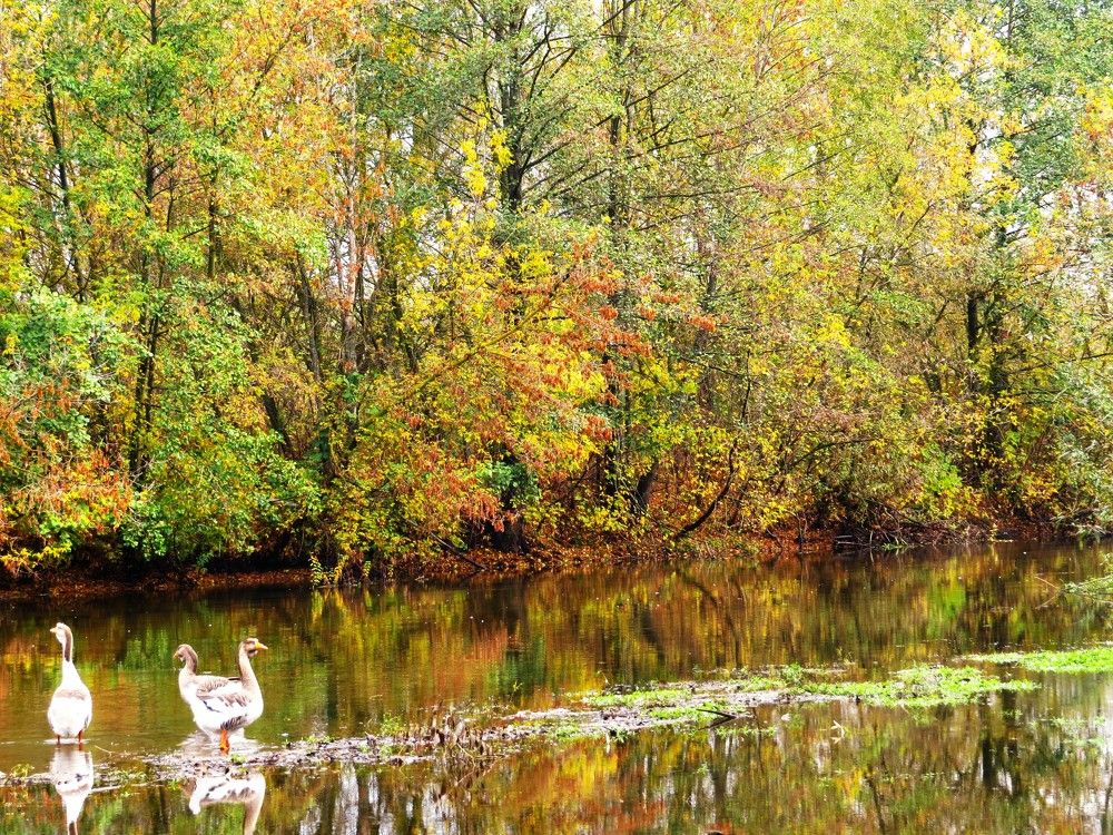 Photograph by Лариса Басова