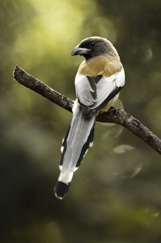 Photograph by vijay krishna