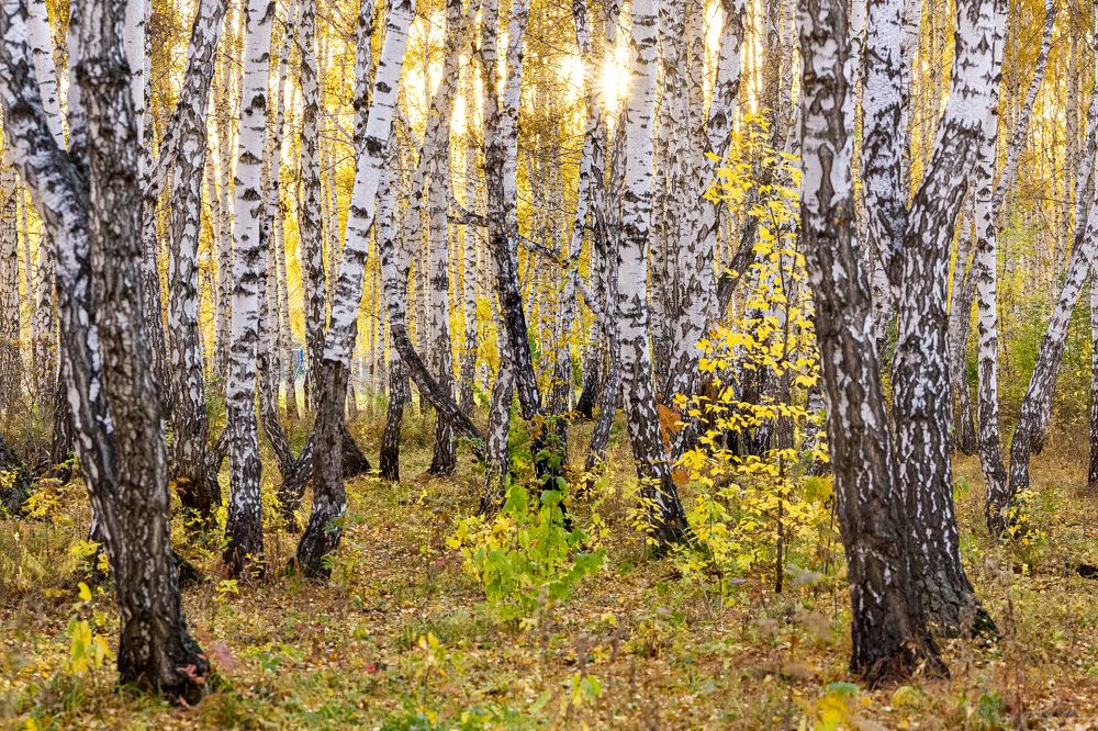 Photograph by Игорь Кутний