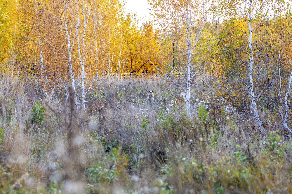 Photograph by Игорь Кутний