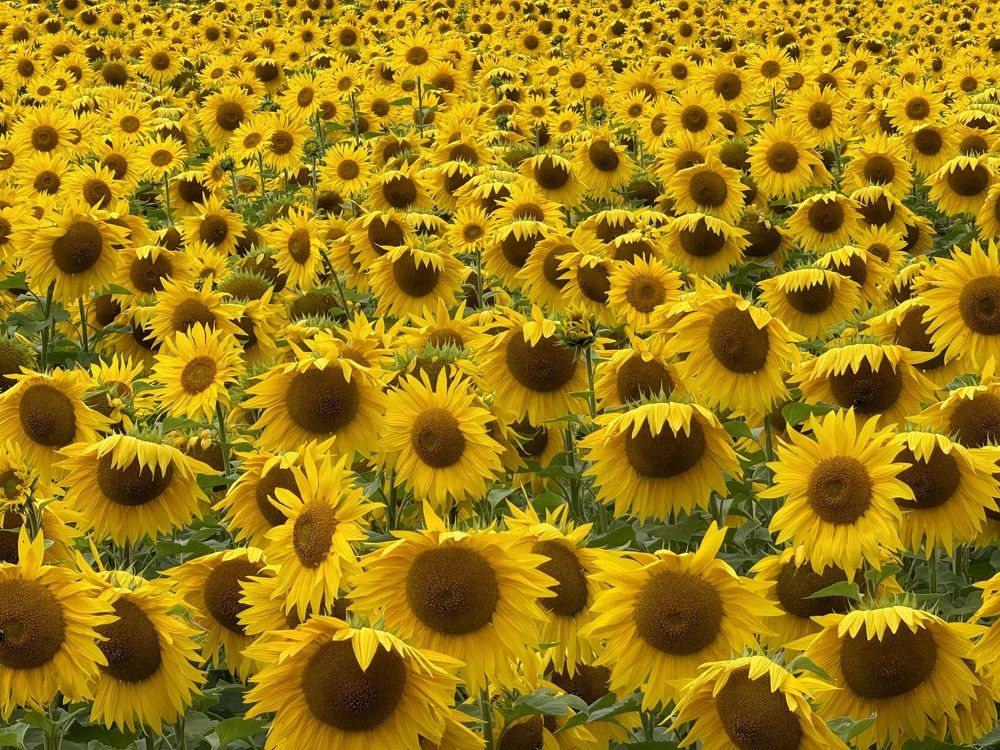 Фотография автора ГУЗАЛИЯ ГАНИЕВА