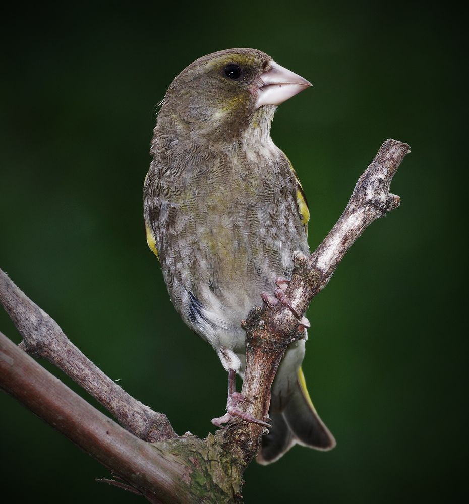 Фотография автора Сергей Гречихин