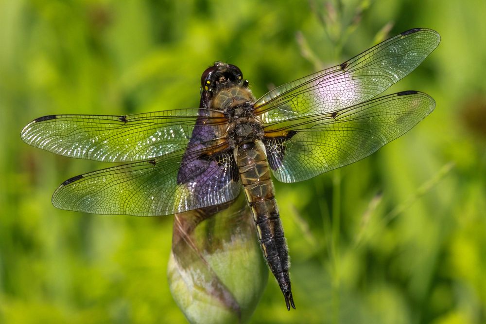 Photograph by Михаил Магнитов