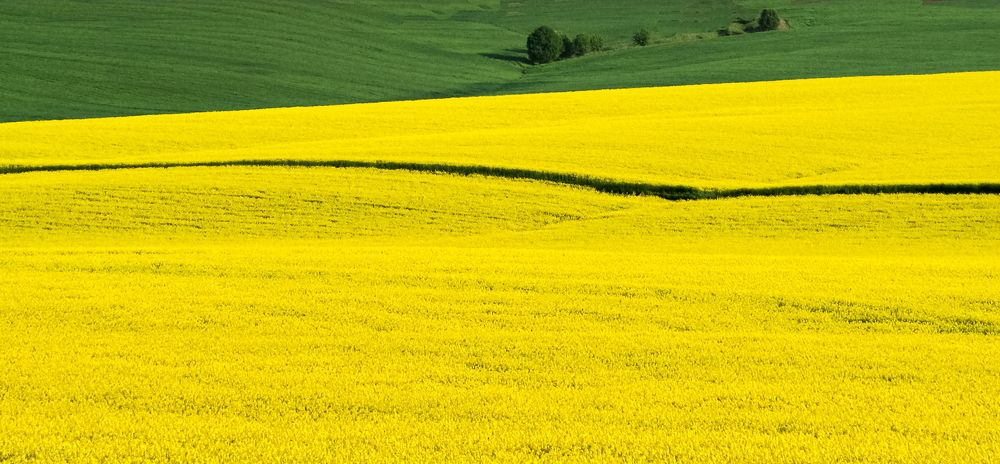 The  yelow field