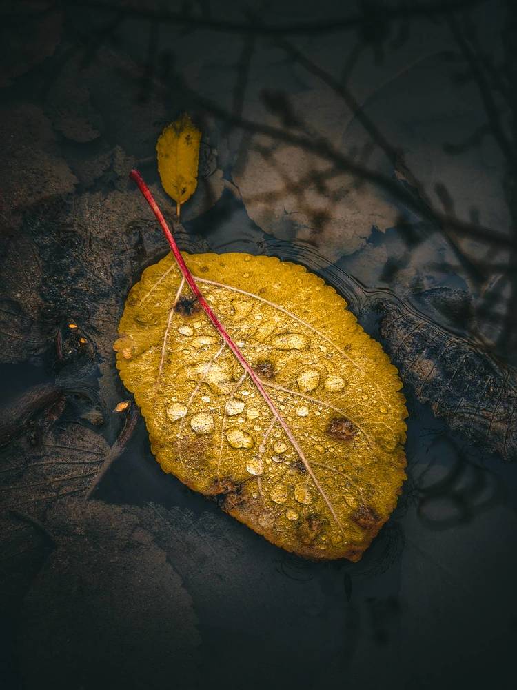 Photograph by Konstantin Martynov