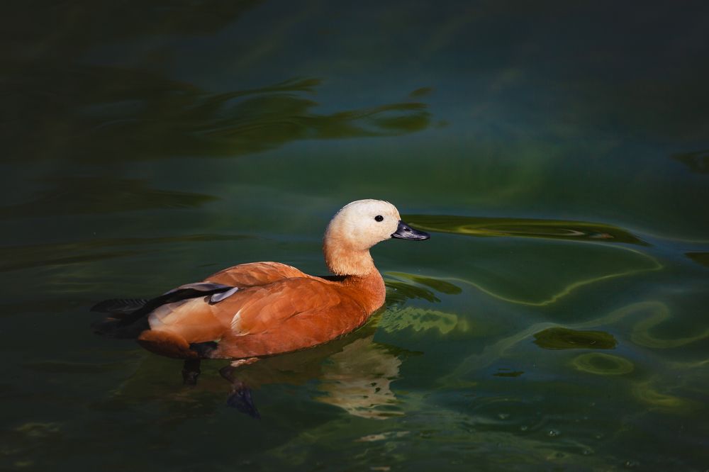 Photograph by Татьяна Степанова