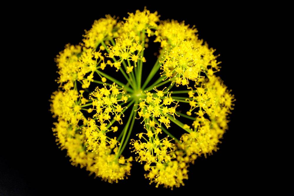 Photograph by Claudio Bonaccorsi