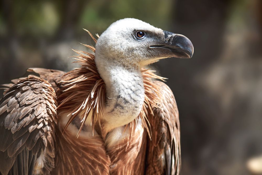 Photograph by Noureddine Belfethi