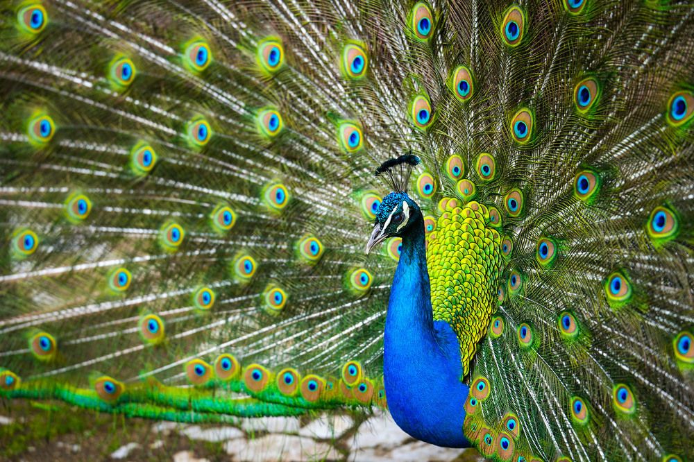 Photograph by Hadzi Miodrag Miladinovic