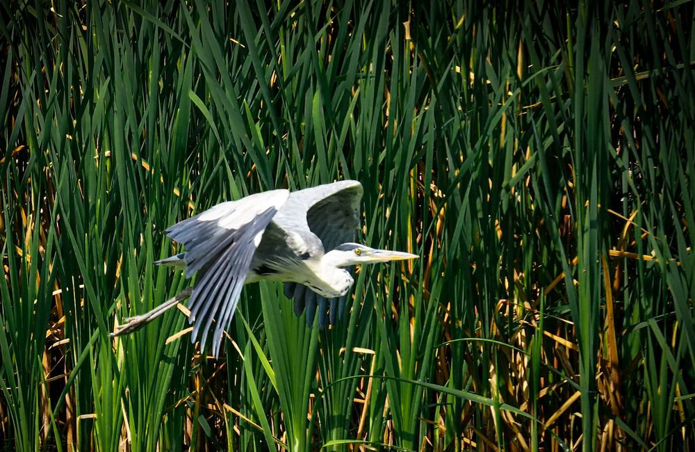 Photograph by Hadzi Miodrag Miladinovic