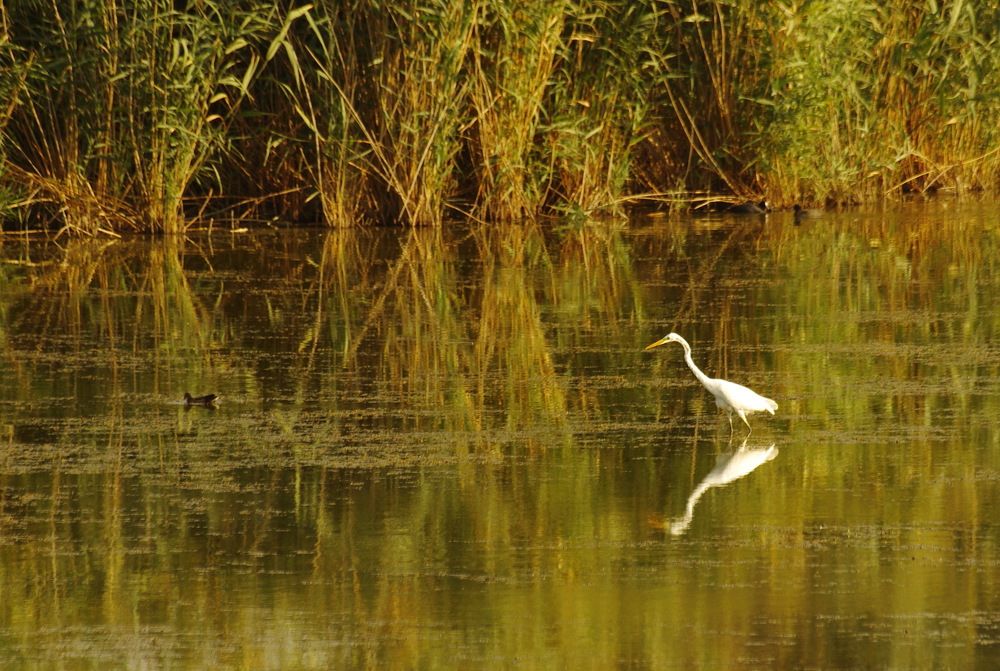 Фотография автора Медведев Сергей