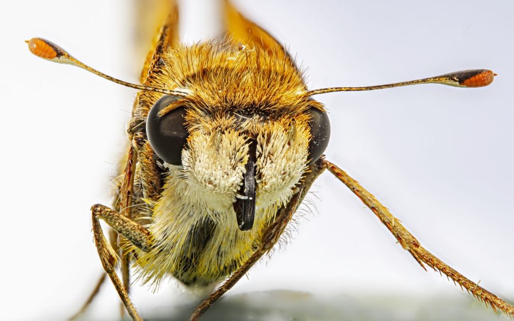 Photograph by Renato Fernandes Bandeira