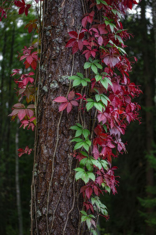 Photograph by Leanid Kulpo