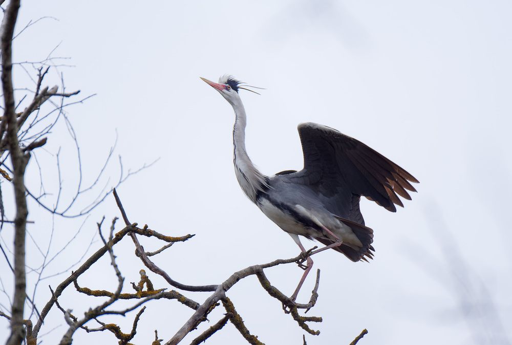 Серая цапля