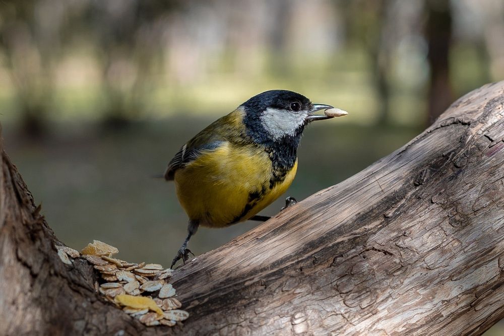 Фотография автора Татьяна Тур