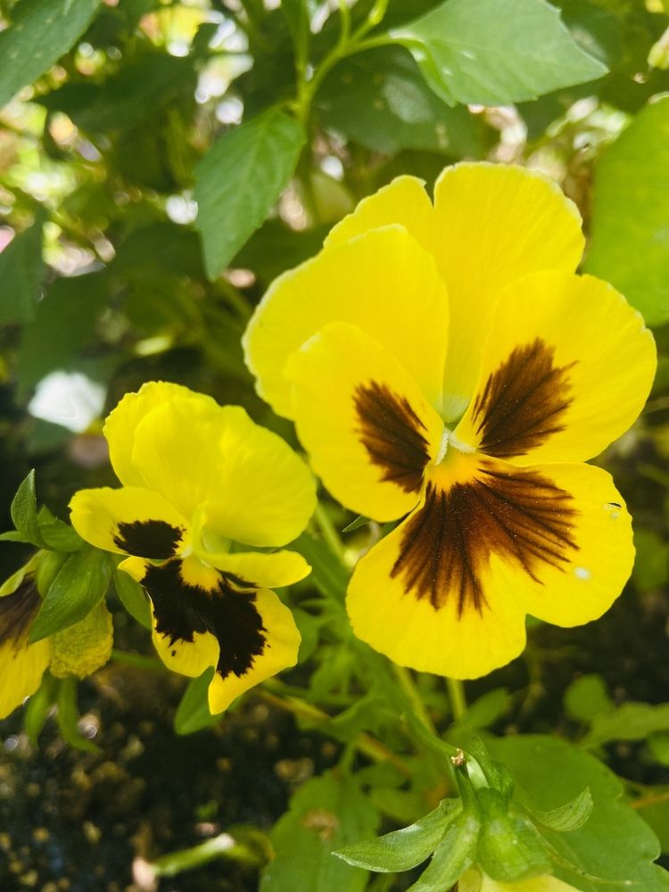 Photograph by Елена Мусина