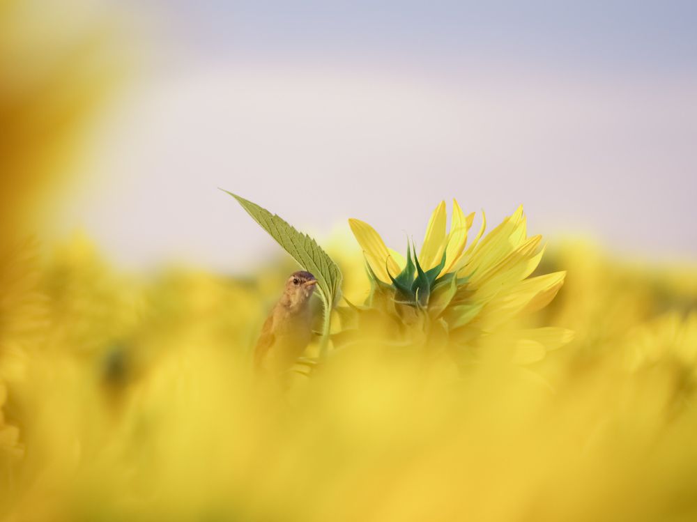 Photograph by Светлана Шибаршина