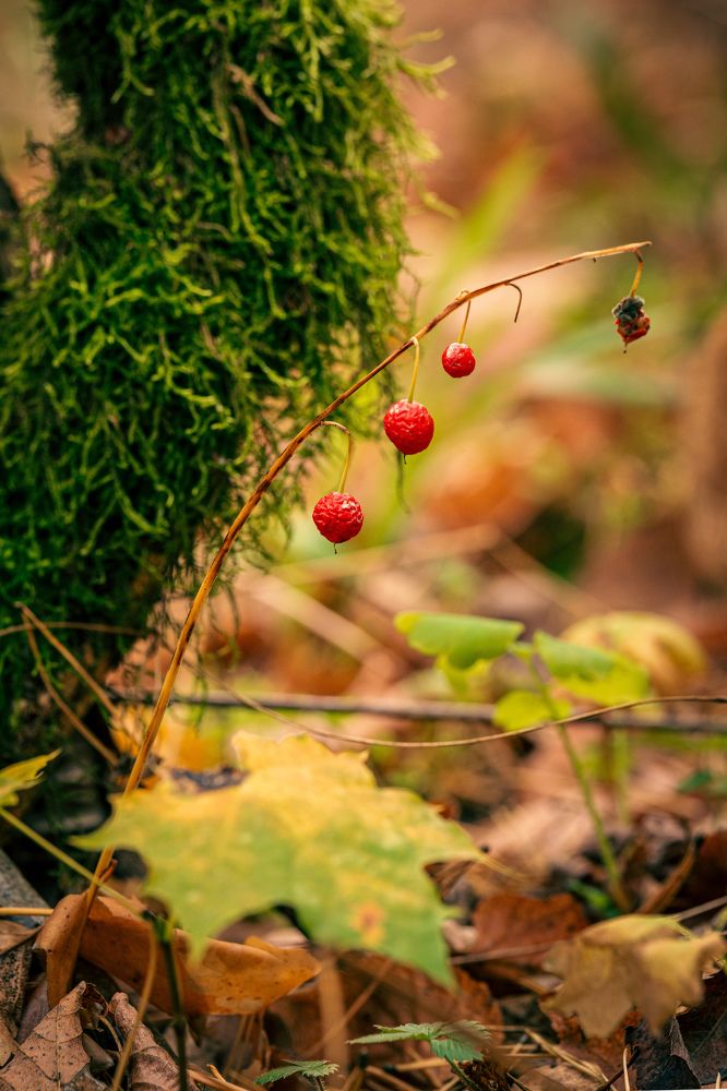 Photograph by Ивлев Артем