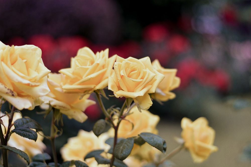 Photograph by Elvira