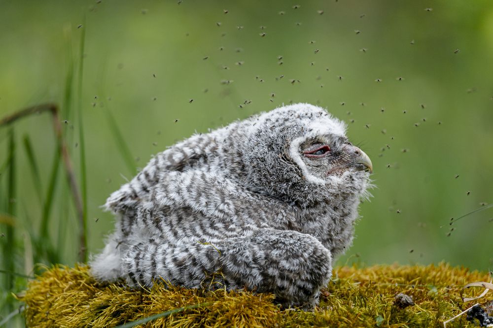 Photograph by Елена Георгиевская