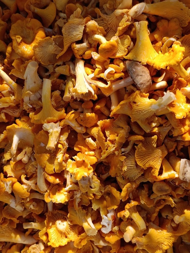 Photograph by Светлана Таркан