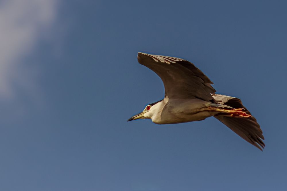 Фотография автора Mohamed Safwat