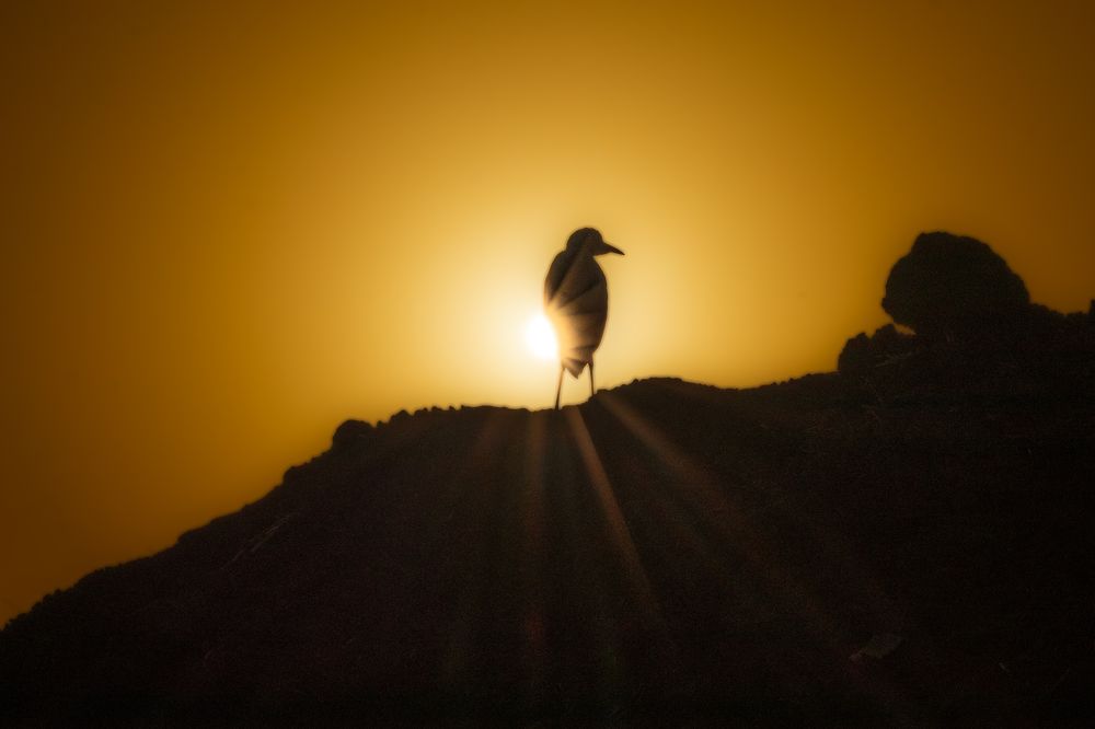 Фотография автора Mohamed Safwat