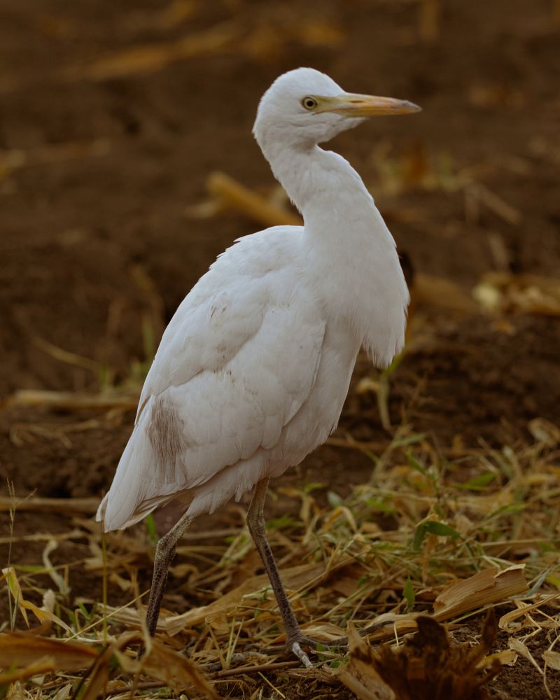 Фотография автора Mohamed Safwat