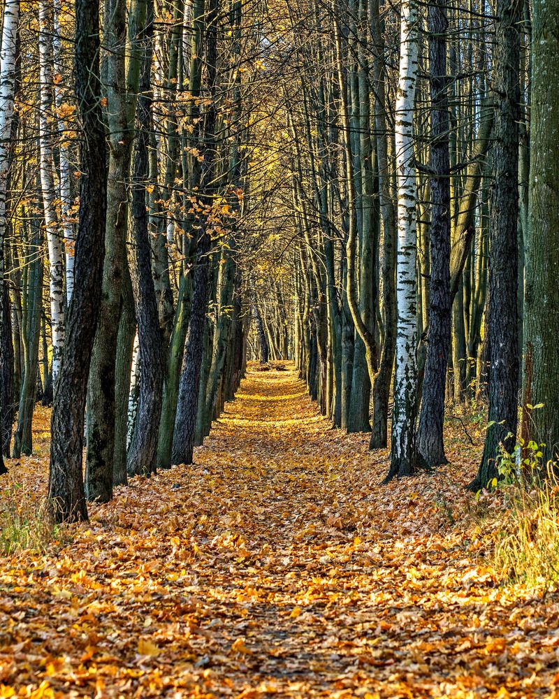 Photograph by Галина Искандарова