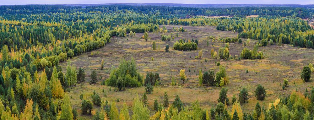 Берёзовый луг.