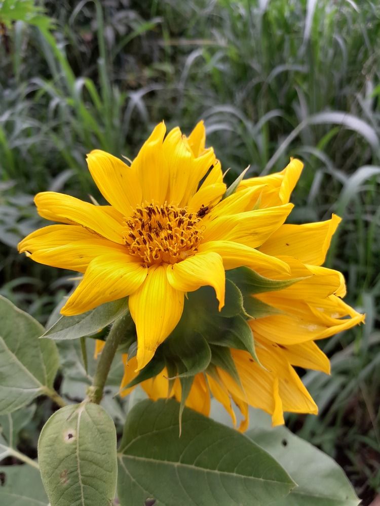 Фотография автора Zulfa