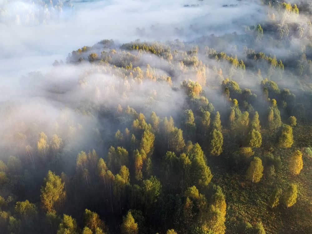 Осенний рассвет над деревьями