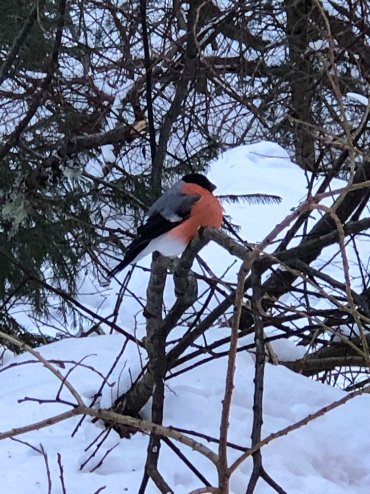 Фотография автора Светлана Гончарова